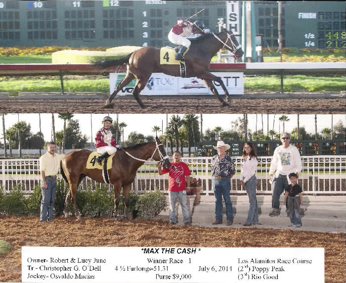 Custom Equine Design